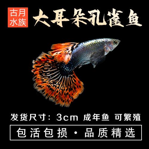 孔雀鱼批发热带鱼小型观赏鱼好养纯种凤尾鱼宠物鱼金鱼活鱼苗公母 11月30日发完 虎窝拼