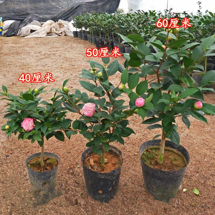 耐寒茶花树苗茶花盆栽香妃烈香带香味茶花冬季开花室内花卉带花苞 虎窝拼