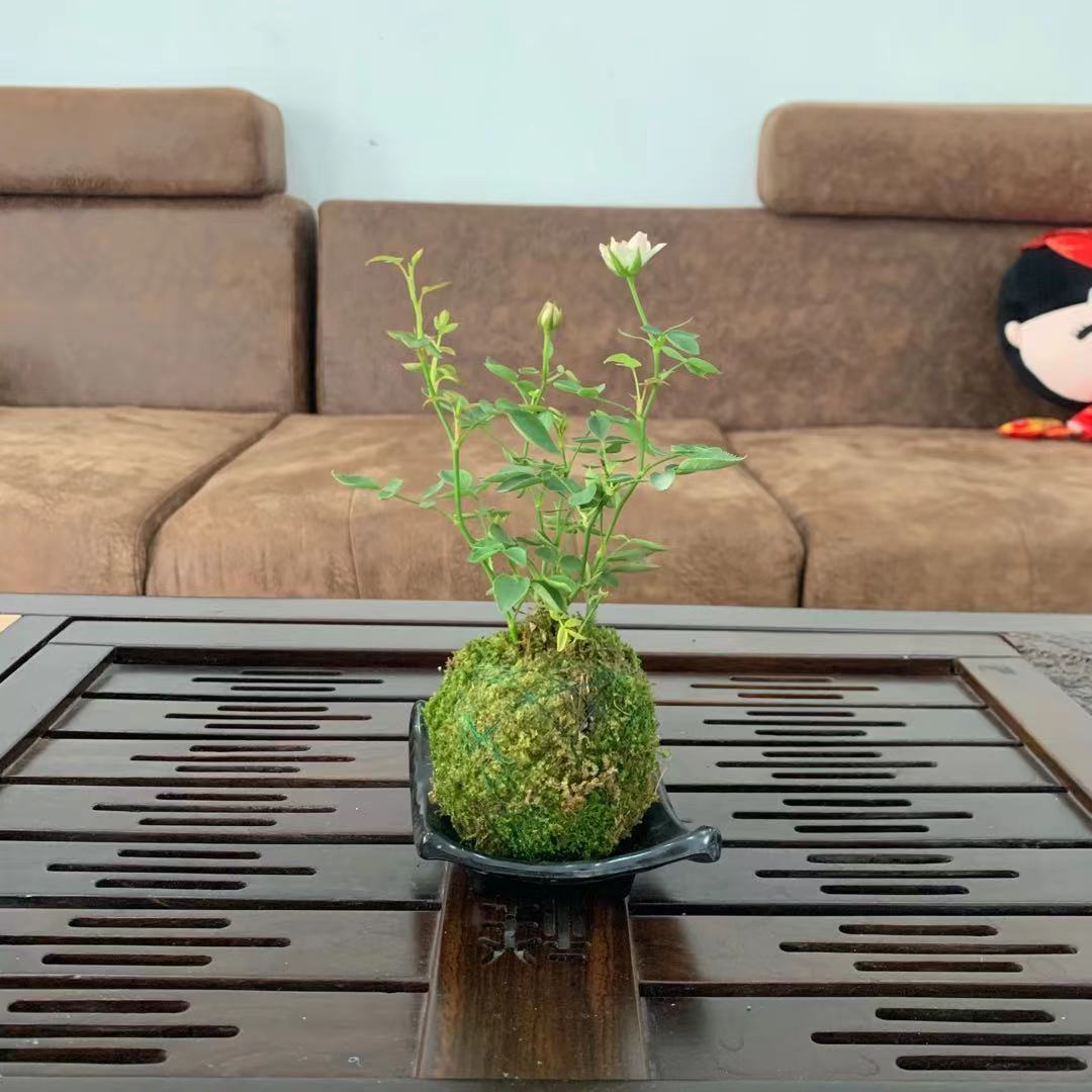 带花苞四季开花迷你型超微型月季玫瑰苔玉苔藓球客厅桌面绿植花卉 虎窝拼