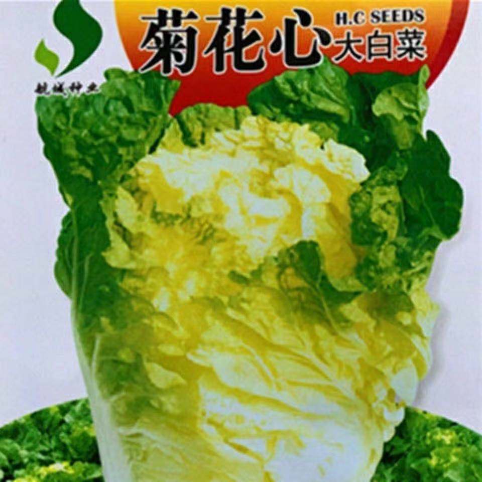 菊花心大白菜种子黄心大白菜耐热早熟阳台庭院秋季易种蔬菜种子