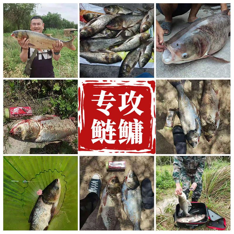 手竿也能甩大鞭 鲢鳙饵料手竿鲢鳙颗粒大头花白鲢胖大头鱼饵料 虎窝拼