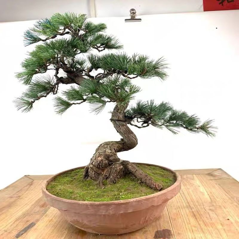 黑松盆景室内盆栽五针松盆景造型松树松柏盆景松树盆景黑松 虎窝拼