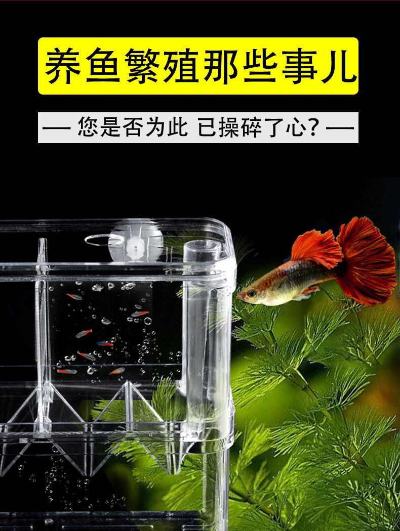 超值 魚缸隔離盒孔雀魚繁殖盒神器小魚苗孵化母魚亞克力幼魚鳳尾產子箱 Yahoo奇摩拍賣