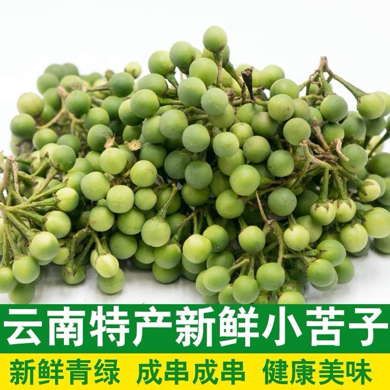 小苦果版纳傣族特色菜现摘发货苦茄苦凉果菜云南特产野新鲜生苦果