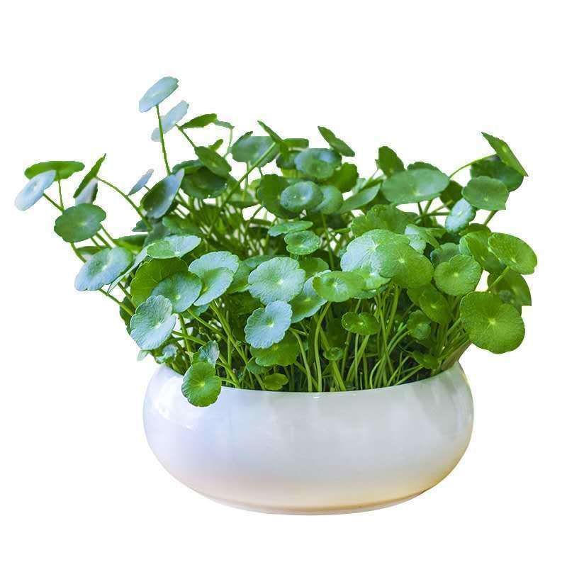 铜钱草招财水培植物办公室桌面盆栽金钱草花卉室内水养绿植吸甲醛 虎窝拼