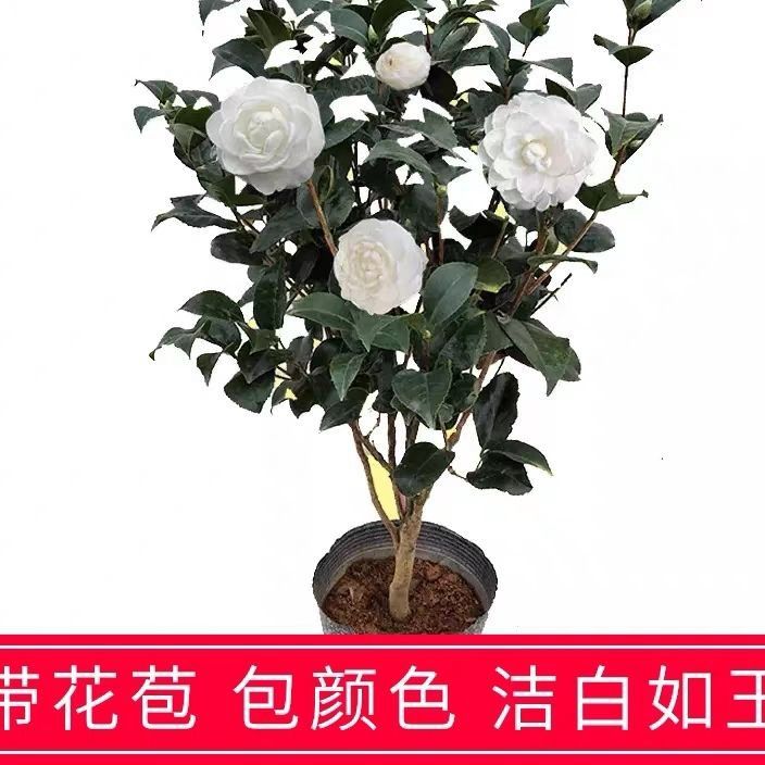 东方亮茶花树苗室内花卉盆栽易活四季开花植物室外庭院阳台带花苞