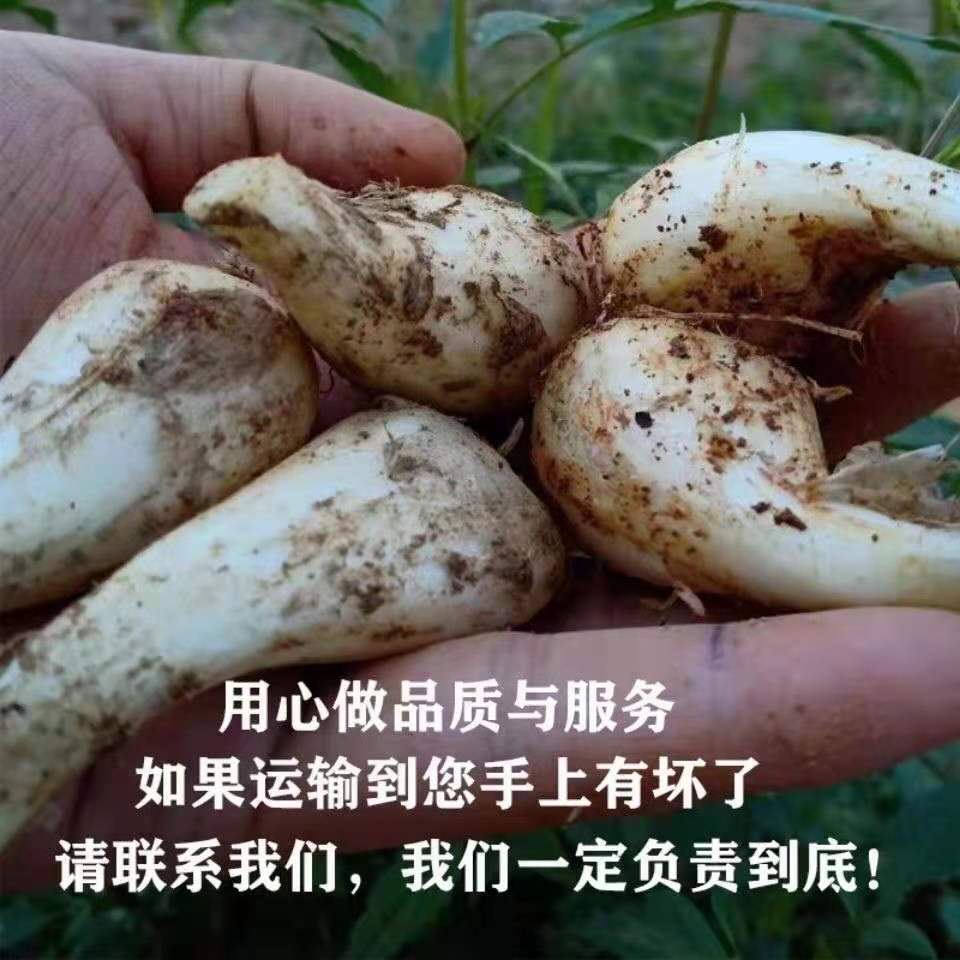 78972-新鲜藠头荞头江西茭头农家自种新鲜现挖叫头野生大教头包邮-详情图