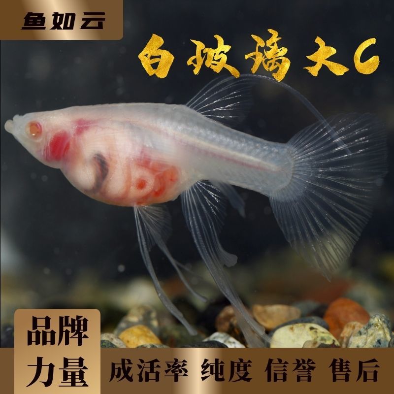 精品超白玻璃体大c黄金玻璃纯种孔雀鱼批发观赏鱼小鱼活体热带鱼