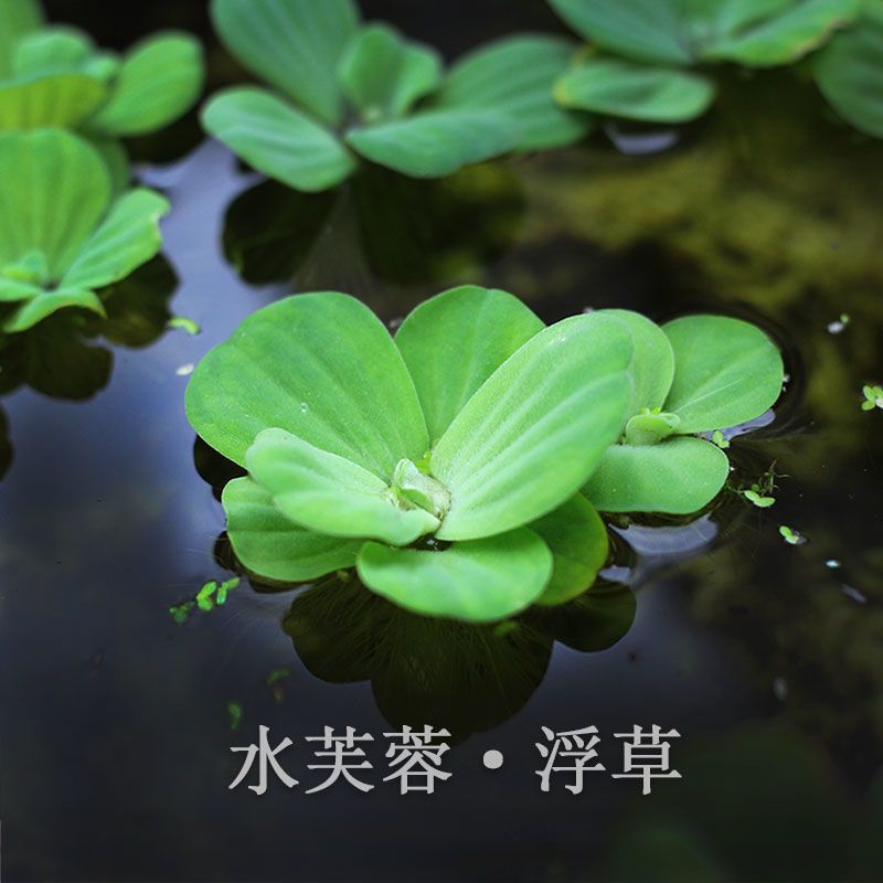 鱼缸水族箱活体水草浮萍净化水质除二氧化碳浮性水生植物草缸包邮 虎窝拼