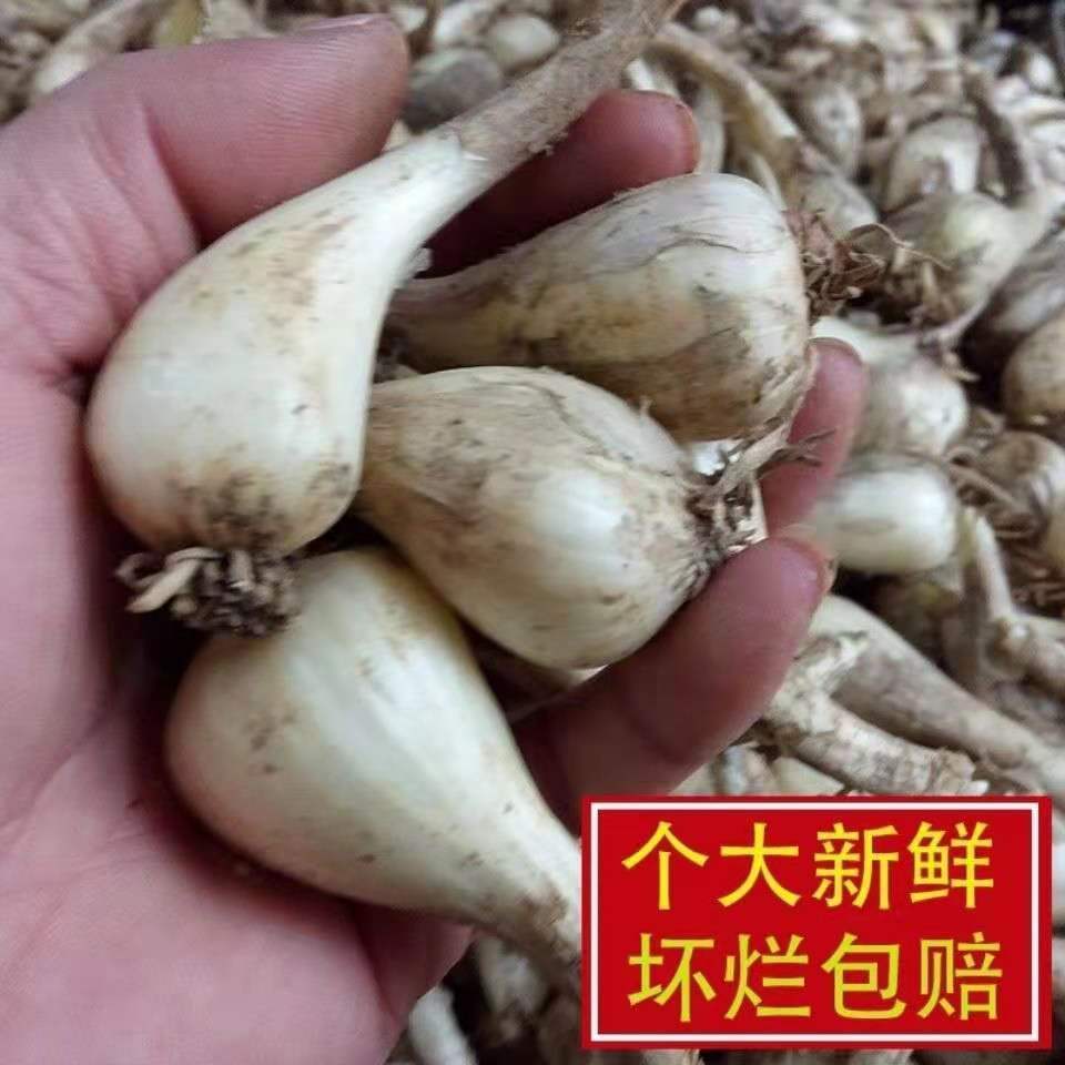 78972-新鲜藠头荞头江西茭头农家自种新鲜现挖叫头野生大教头包邮-详情图