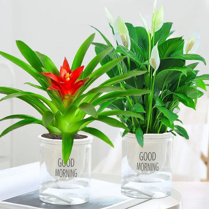 一帆风顺白掌盆栽水培植物室内办公室四季常青水养免浇水好养花 虎窝拼