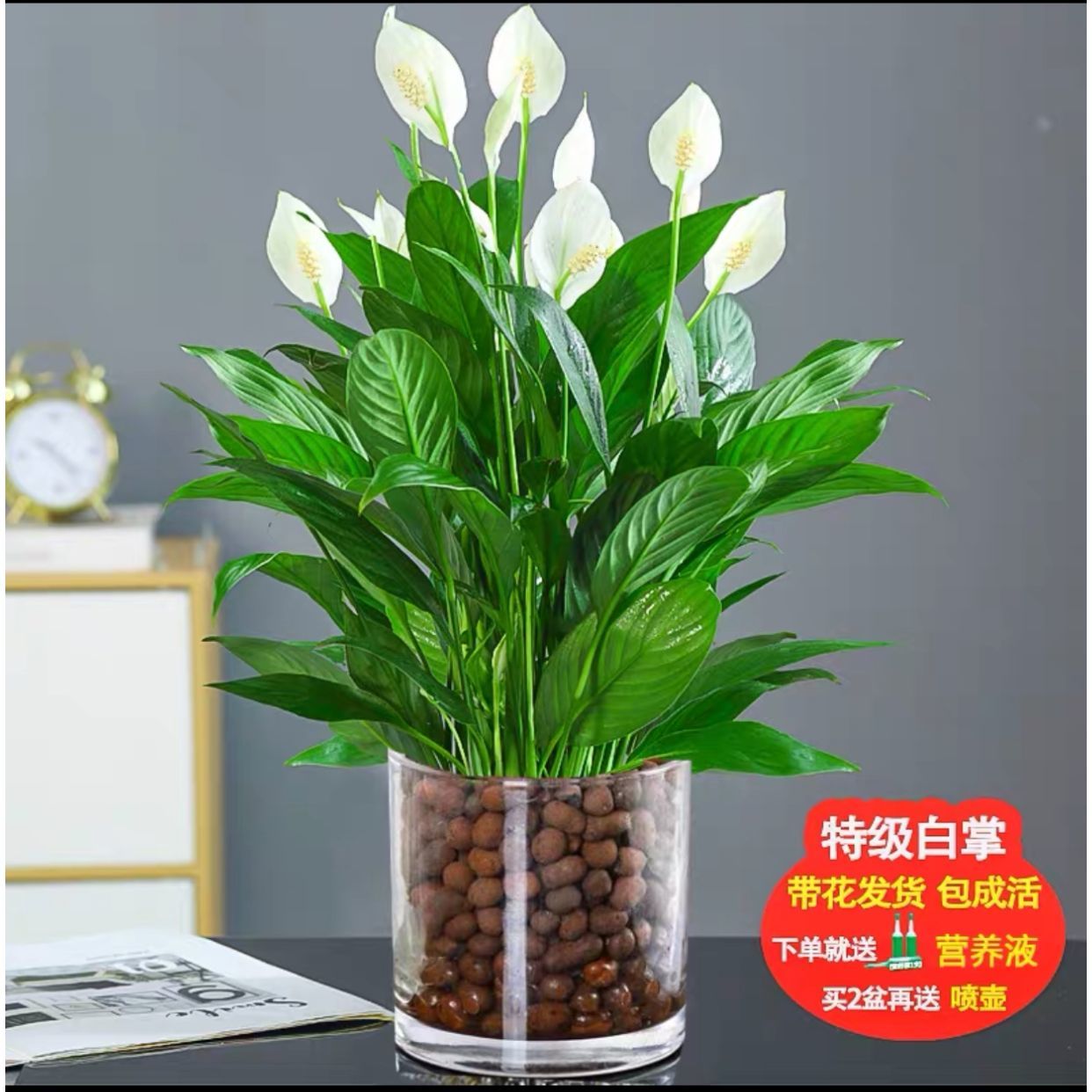 一帆风顺白掌盆栽水培植物室内办公室四季常青水养免浇水好养花 虎窝拼