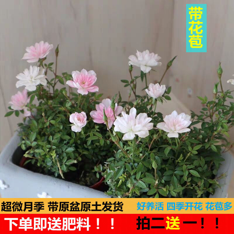 超微月季盆栽迷你小花型阳台庭院可爱微型月季四季开花花苞多蔷薇
