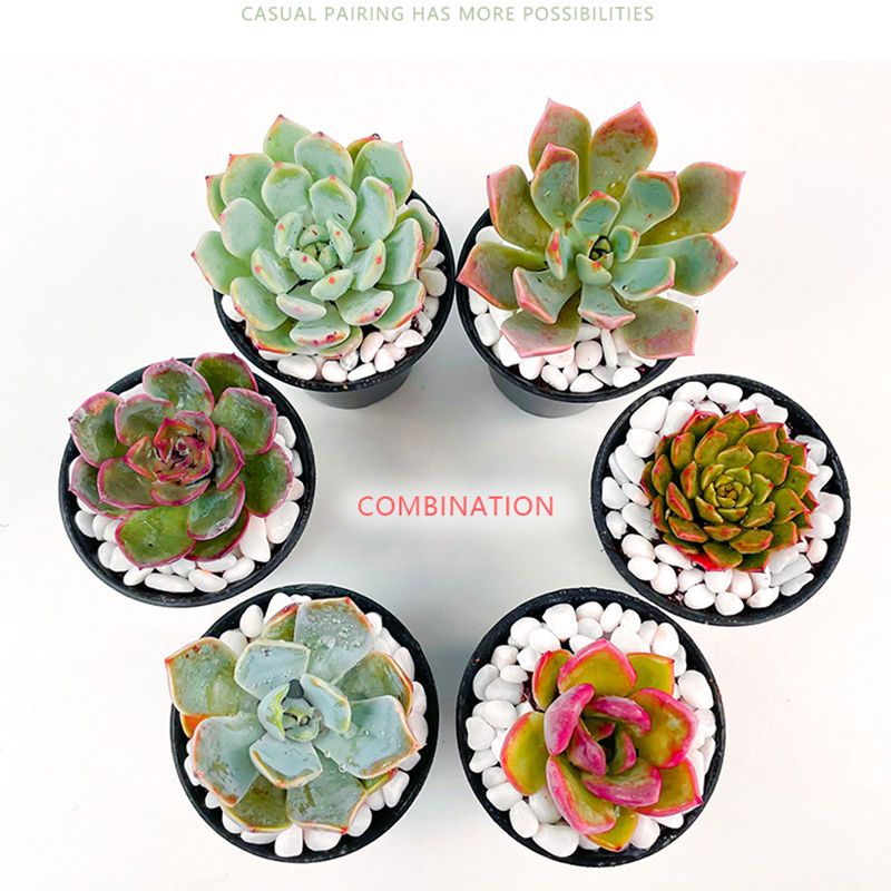 多肉植物批发贵货精品含盆含土绿植小盆栽室内好养植物办公室阳台 拼多多超惠优惠商城 大额商品优惠券 超高商品折扣