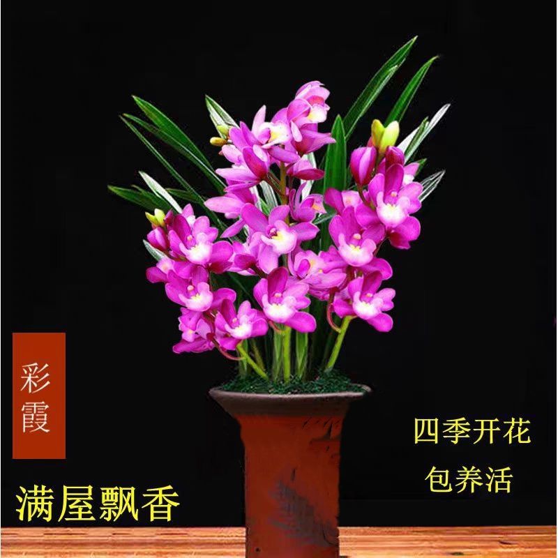 精品推荐 名贵浓香兰花盆栽墨兰蕙兰四季兰室内好养活精品花卉 虎窝拼