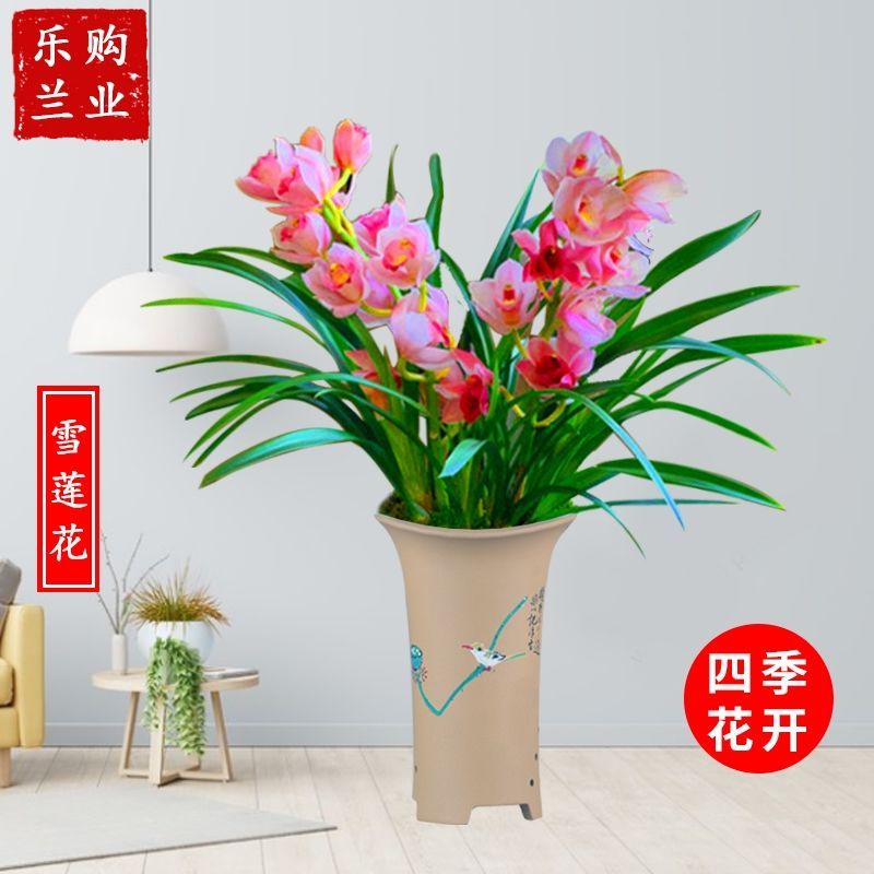 精品推荐 名贵浓香兰花盆栽墨兰蕙兰四季兰室内好养活精品花卉 虎窝拼