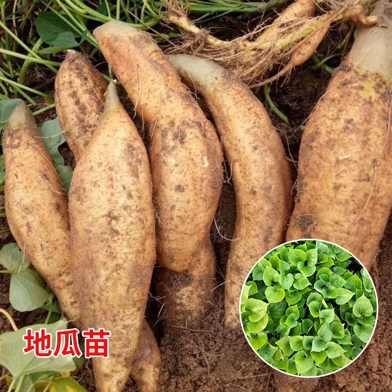 山东红薯种植苗地瓜苗苗秧黄心白薯秧子糖心蜜薯板栗品种黄薯秧苗