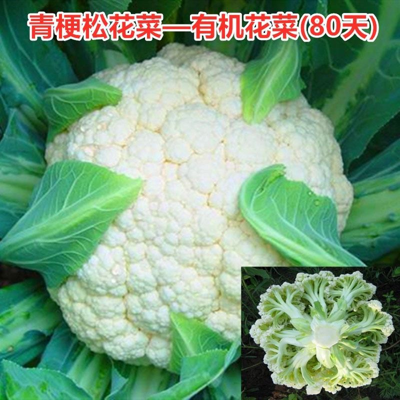 青梗松花菜种子有机花椰菜种籽菜花苗耐寒耐热大面积包邮庆美80天 虎窝拼 青梗松花菜种子有机花椰菜种籽菜花苗耐寒耐热大面积包邮庆美80天 虎窝拼