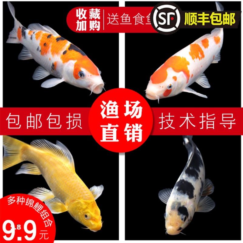 锦鲤活鱼淡水冷水观赏鱼小型金鱼好养红金鱼锦鲤纯种大小锦鲤鱼苗 虎窝拼
