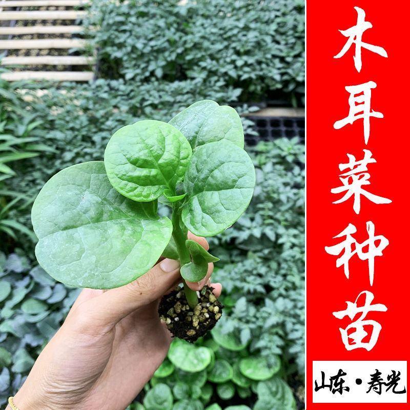 大叶木耳菜种籽小青菜阳台盆栽菜种蔬菜种子四季种植秧子四季菜苗