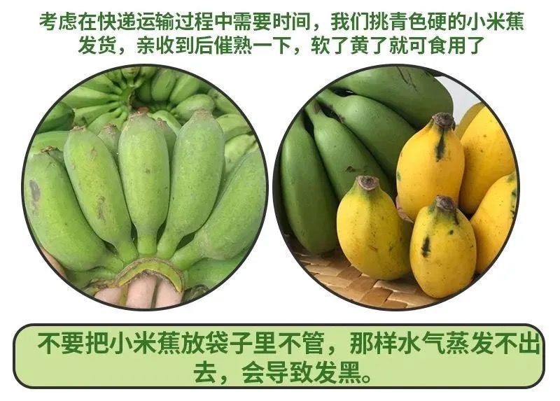 【9斤】正宗广西小米蕉当季新鲜水果整箱小香蕉农家自种批发【小老头美食】