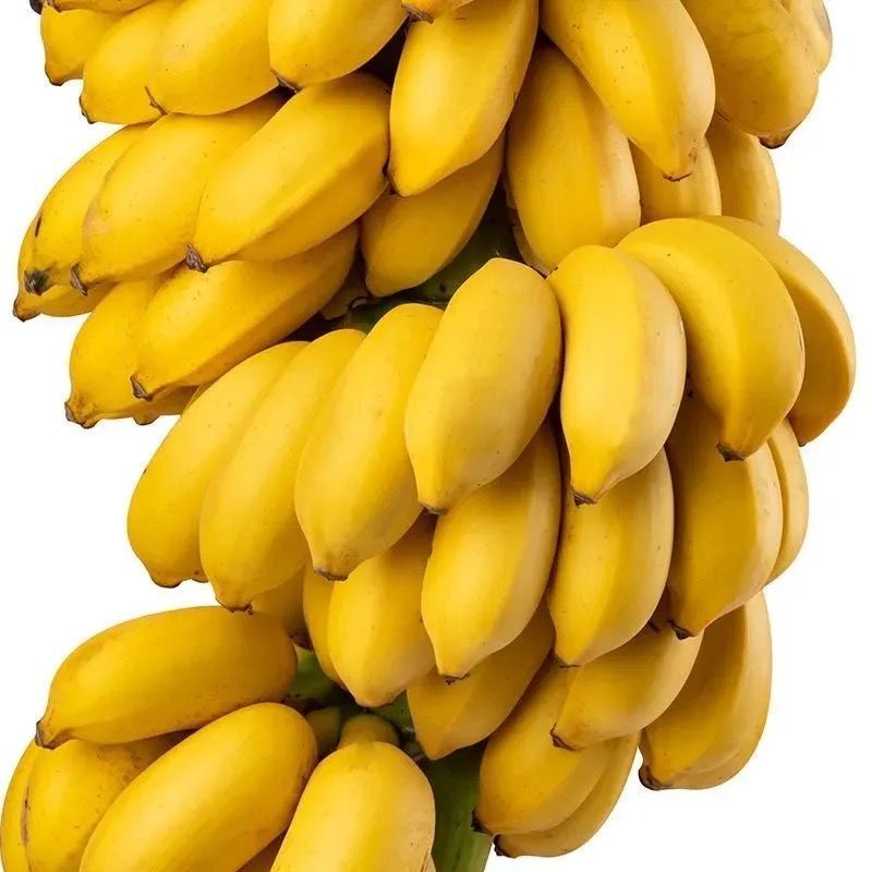 【9斤】正宗广西小米蕉当季新鲜水果整箱小香蕉农家自种批发【小老头美食】