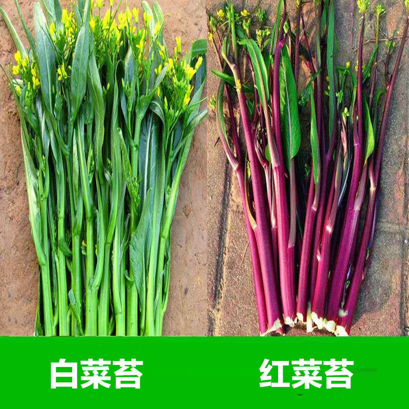 菜种子红菜苔种子青菜苔种子芥兰菜心种子四季播阳台盆栽蔬菜种子