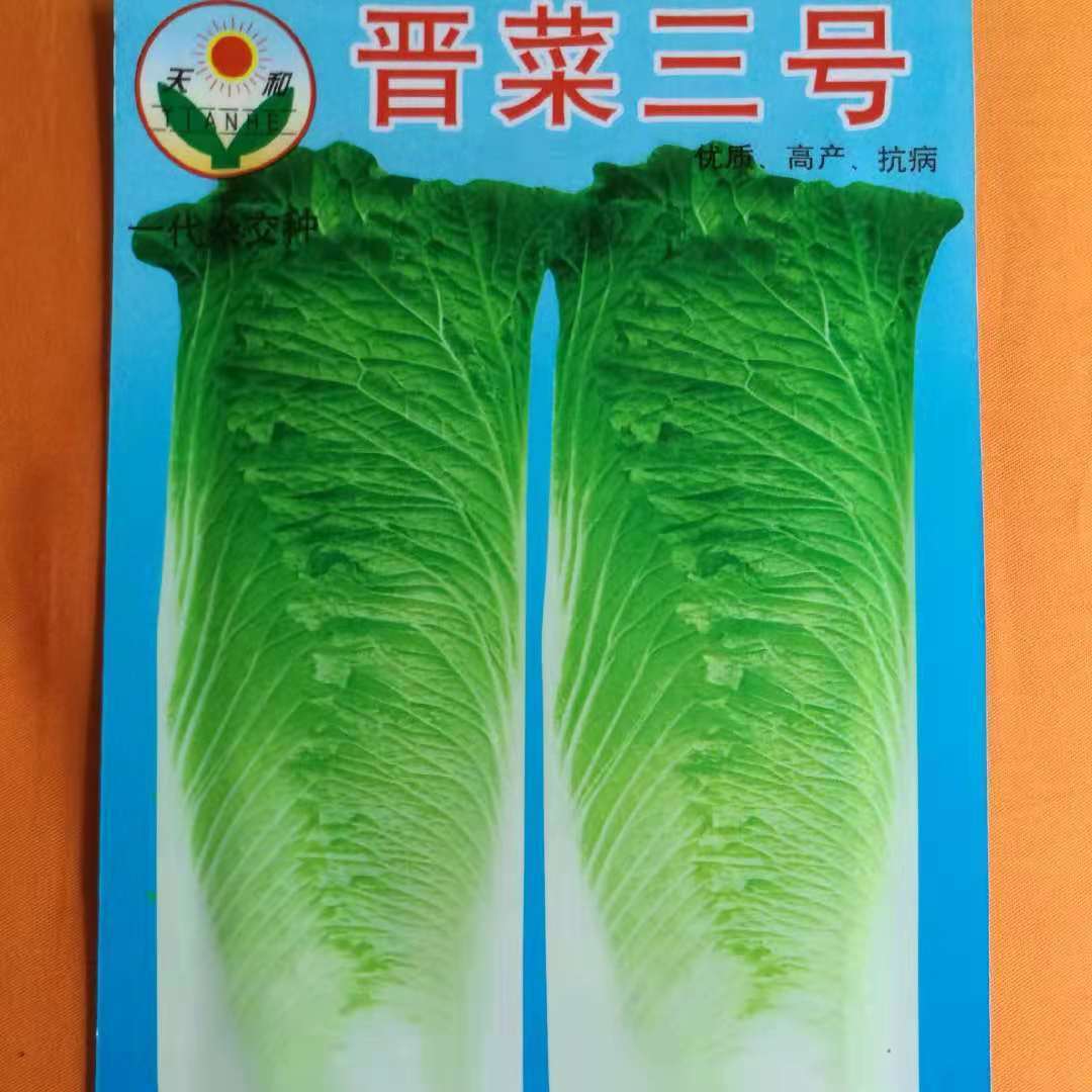 晋菜三号大白菜种子高桩菜长筒菜青口白种子菜园蔬菜种子春秋播种