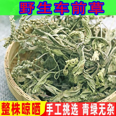 野生车前草新鲜干货车前草茶整株带根中药材车前草无硫车轮菜