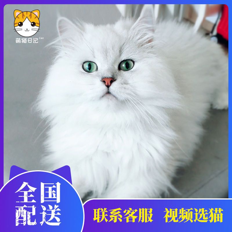 金吉拉幼猫长毛猫波斯猫 宠物猫纯种绿眼金吉拉幼崽 家养活体猫咪