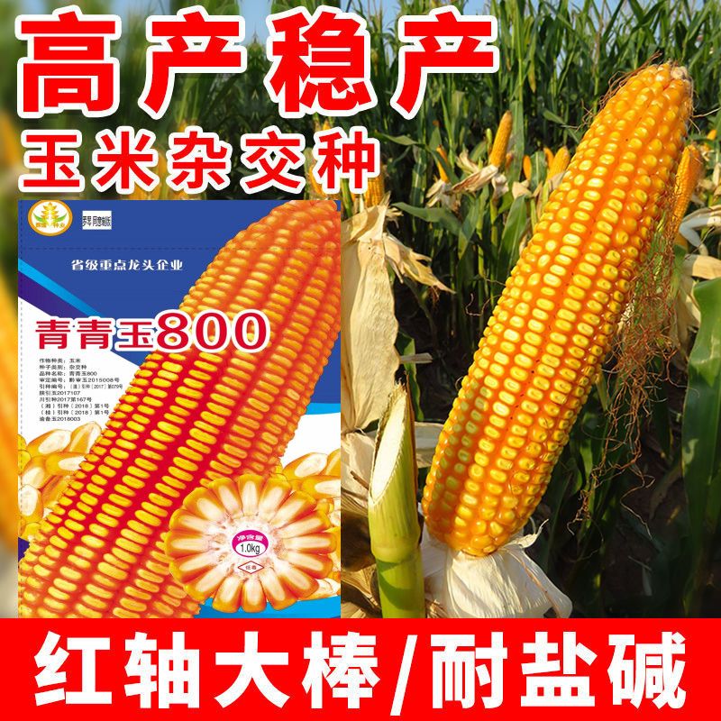 青青玉800高产杂交矮杆大田玉米种子抗病抗倒抗旱饲料大棒春秋种