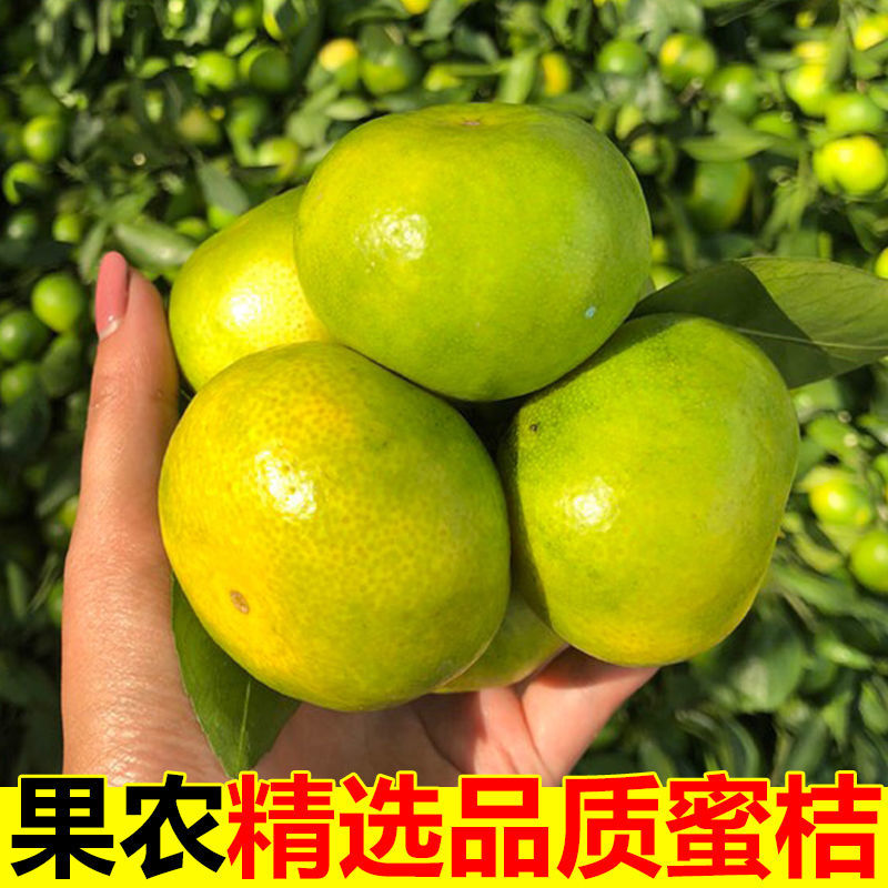 54181-青皮橘子整箱桔子新鲜10斤云南特早蜜桔酸甜现摘当季孕妇水果包邮-详情图