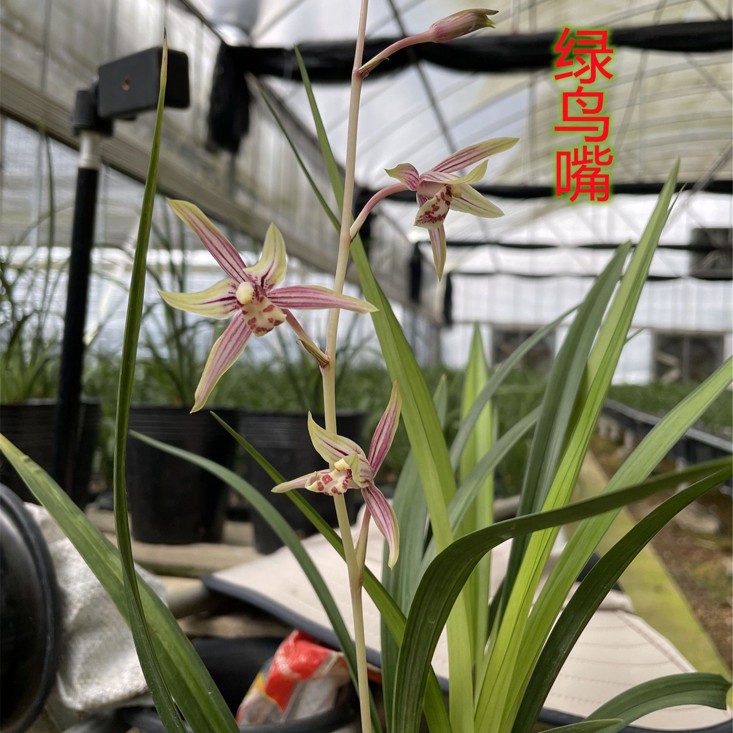 兰花基地自售 绿鸟嘴 兰花苗四季兰浓香阳台室内花卉绿建兰先明艺