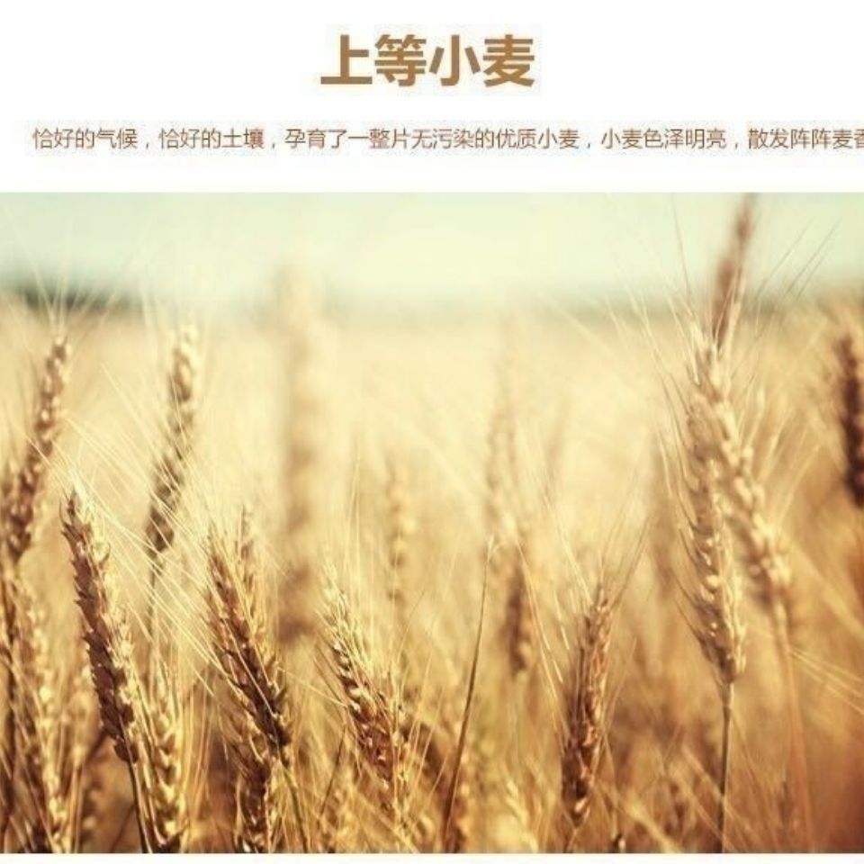 75627-热饮纯正牛奶加钙麦片500g营养早餐冲饮即食代餐免煮独立小袋-详情图