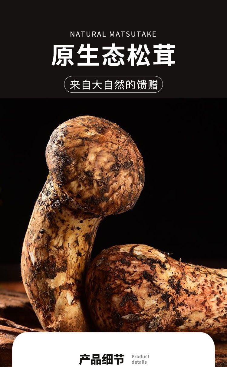 香格里拉新鲜松茸现货云南特产野生菌新鲜松茸菌蔬菜大全新鲜蔬菜