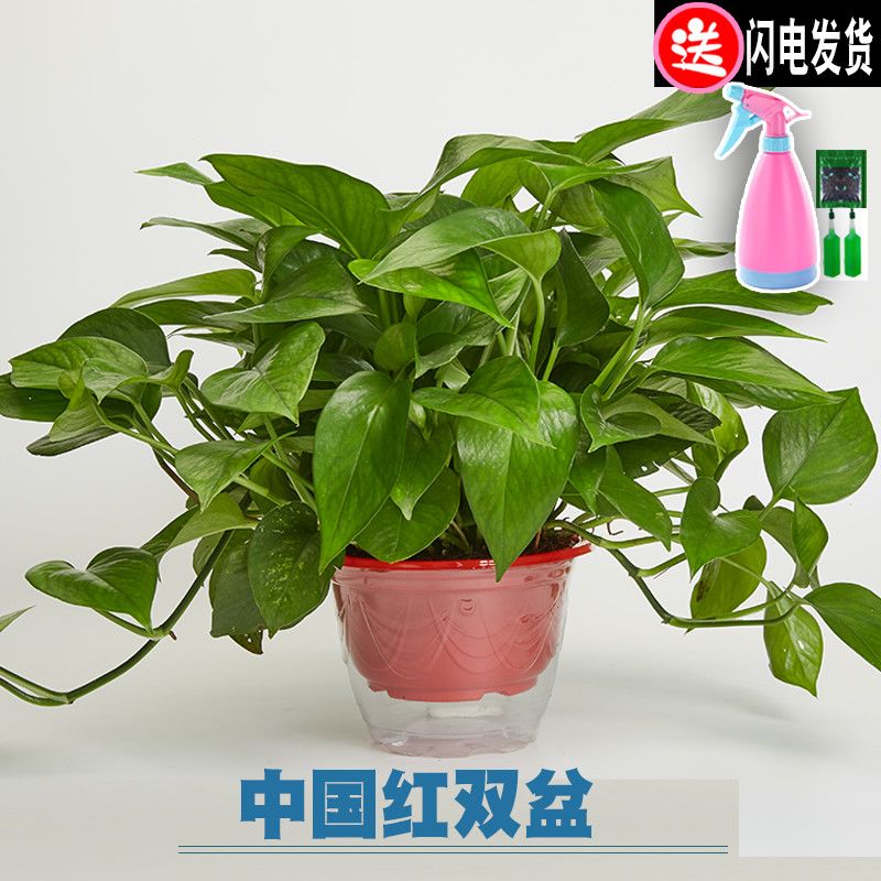 大盆绿箩室内吸除甲醛水培绿植大叶长藤好养绿萝盆栽批发花卉植物 虎窝拼