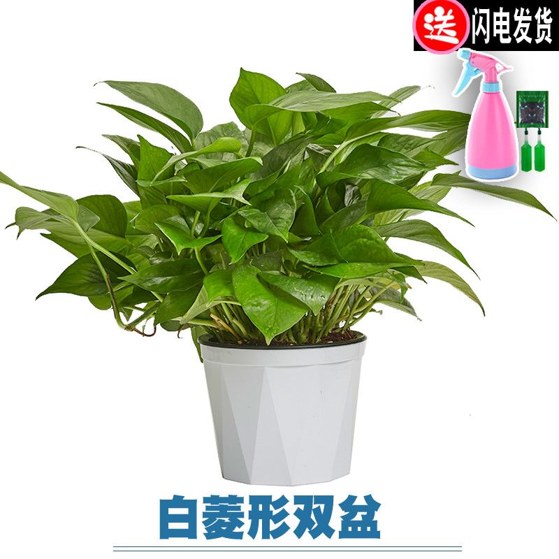 大盆绿箩室内吸除甲醛水培绿植大叶长藤好养绿萝盆栽批发花卉植物 虎窝拼