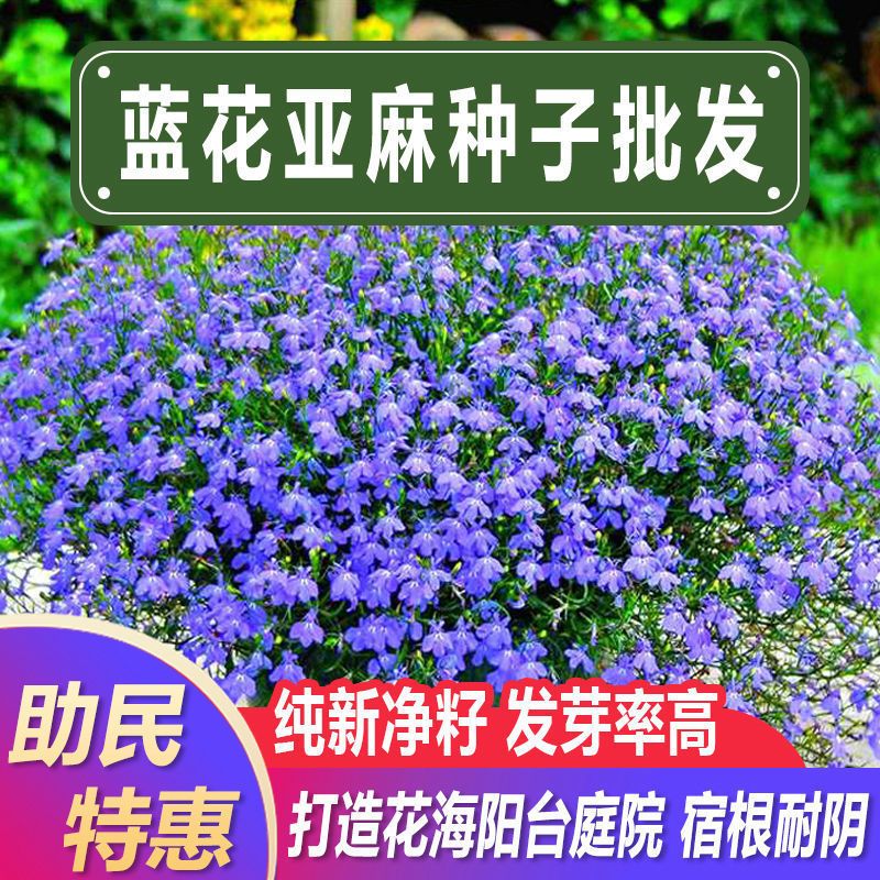 蓝花亚麻种子兰花亚麻花卉种籽盆栽庭院花海花卉易活四季盆栽花籽