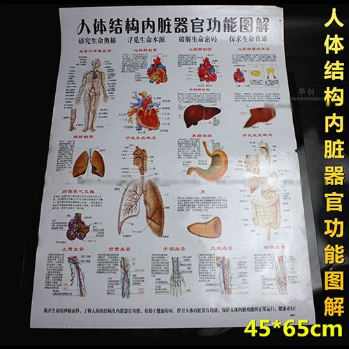 医院诊所挂图人体结构内脏器官功能图解挂图心肝脾肺肾脏胃肠血管