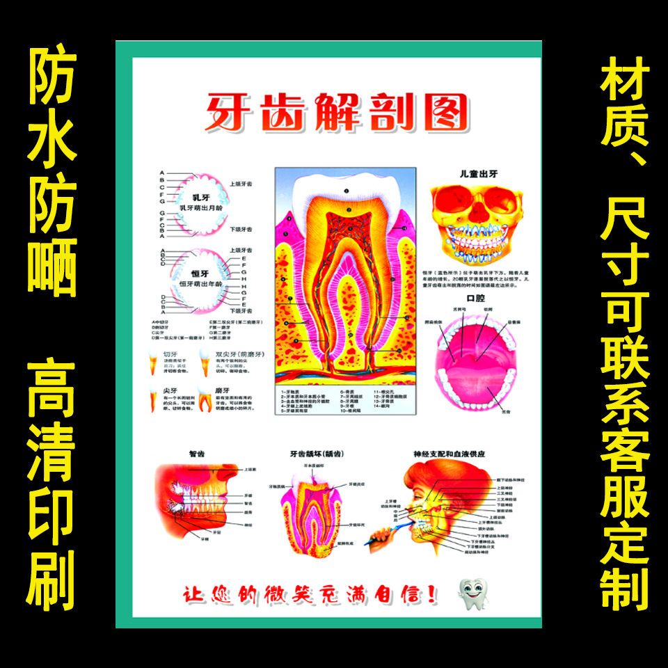 龋齿蛀牙牙科海报诊所广告牙齿解剖图口腔疾病装饰贴画牙齿结构图