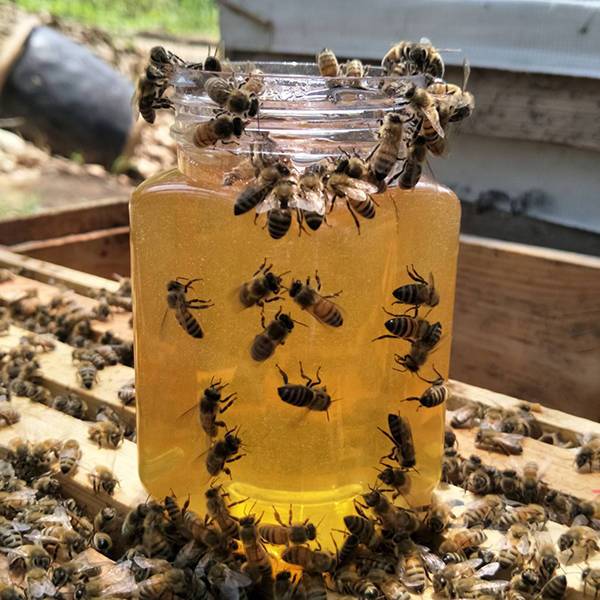 88818-农家纯正野生土蜂蜜洋槐蜜枣花蜜荔枝蜜中蜂结晶蜂蜜正品天然蜂蜜-详情图
