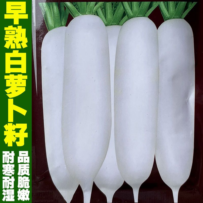 南韩白玉白萝卜种子四季早熟晚熟特高产大白萝卜种子耐寒蔬菜种籽