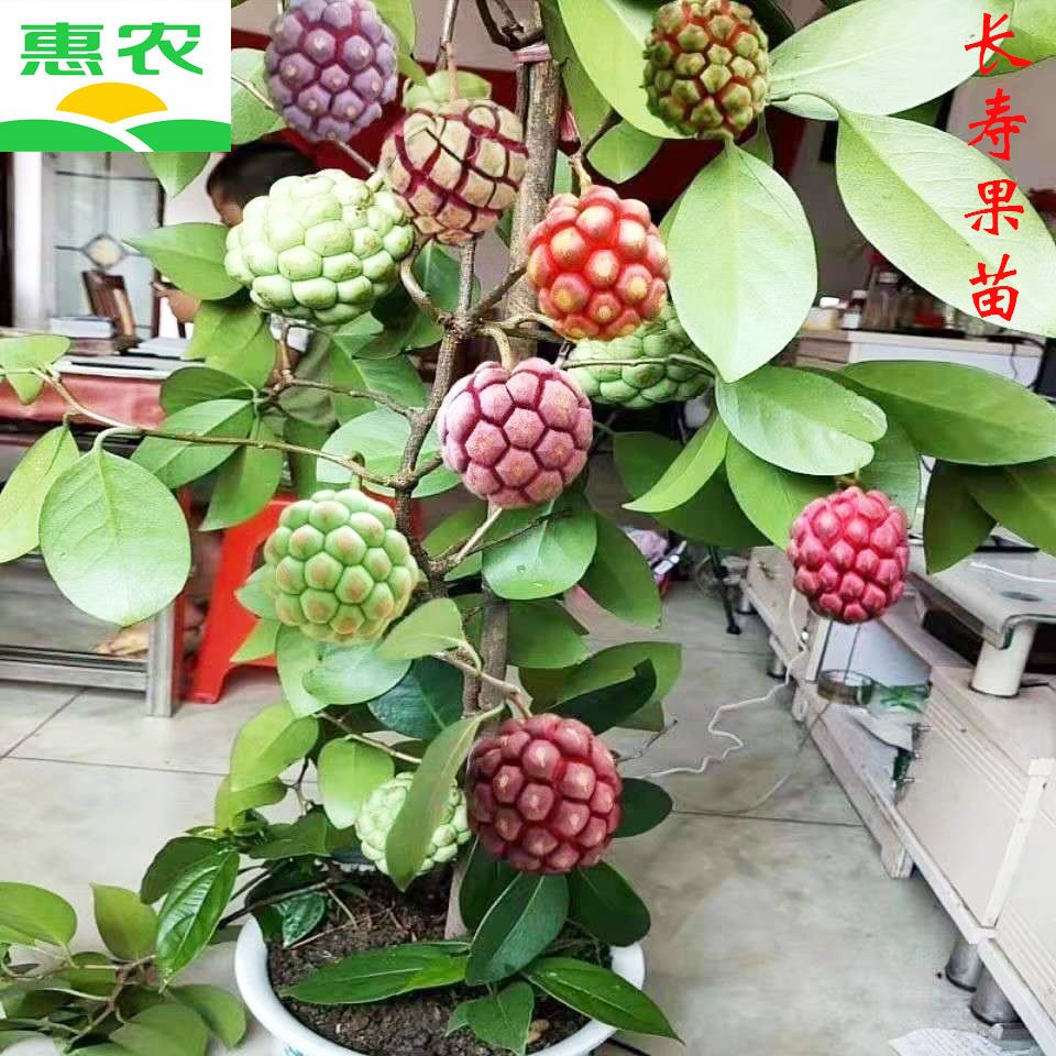 黑老虎苗布福娜水果树苗爬藤植物耐寒品种南北方庭院阳台盆栽地栽