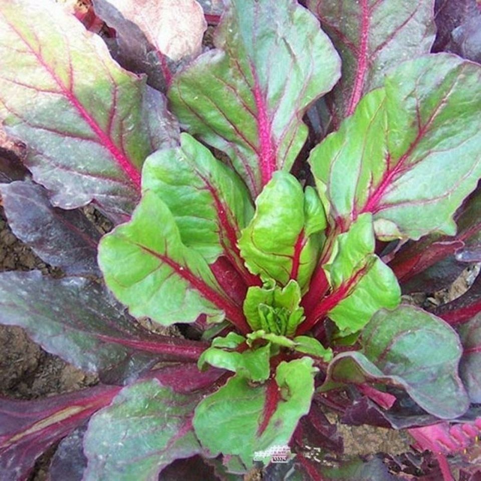 红梗甜菜种子 紫菜头红梗叶甜菜千叶红叶用红甜菜火焰红梗菜种籽