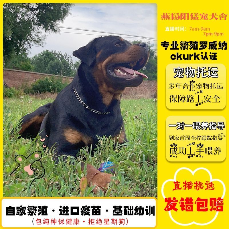 纯种德系罗威纳犬家养宠物狗狗活体健康幼犬中大型犬双血直播互动
