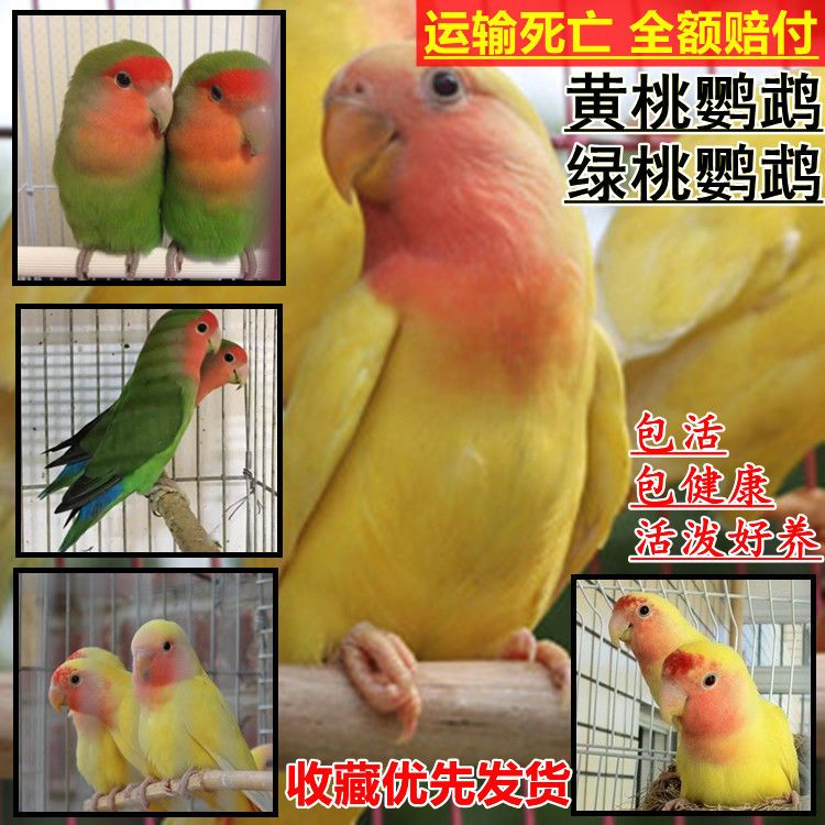 宠物观赏鸟活体合法经营鹦鹉黄桃紫罗兰玄凤黄化原始灰珍珠亲近人