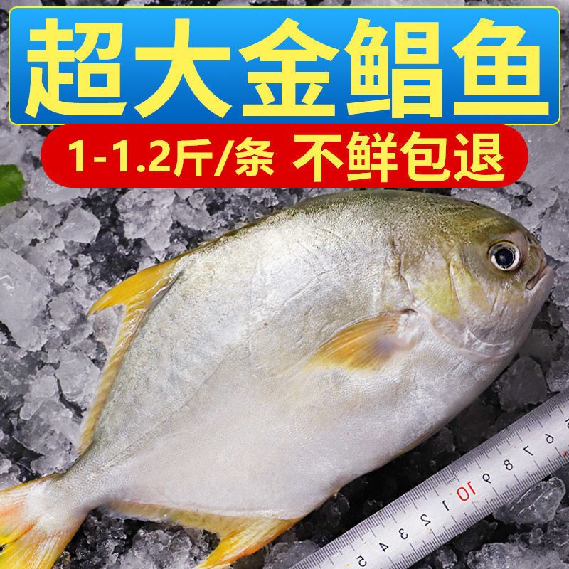 高品质 特大号野生金鲳鱼新鲜鲜活冷冻白昌鱼平鱼海鲜水产批发 虎窝拼