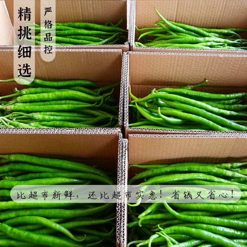 54168-贵州二荆条青辣椒新鲜蔬菜遵义农家应当季现摘青线椒尖椒整箱批发-详情图