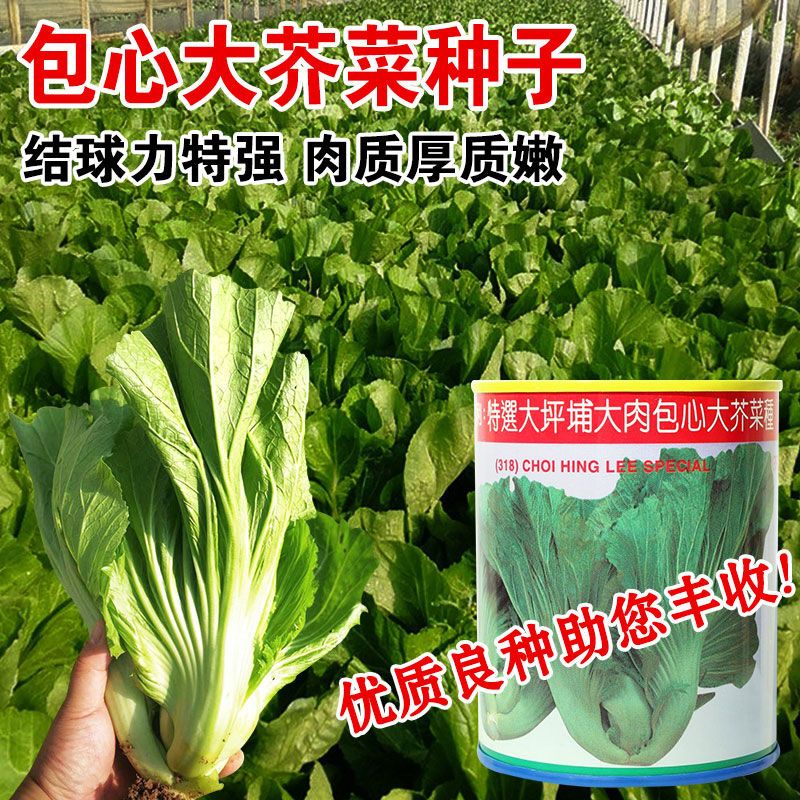 大肉包心芥菜种子高钙菜包心芥菜种籽春秋季芥菜籽四季播蔬菜种孑