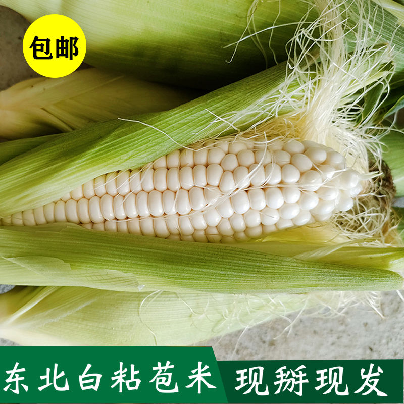 54327-东北现摘新鲜玉米山区带壳苞米香玉米棒白黏粘甜糯包谷非水果包邮-详情图